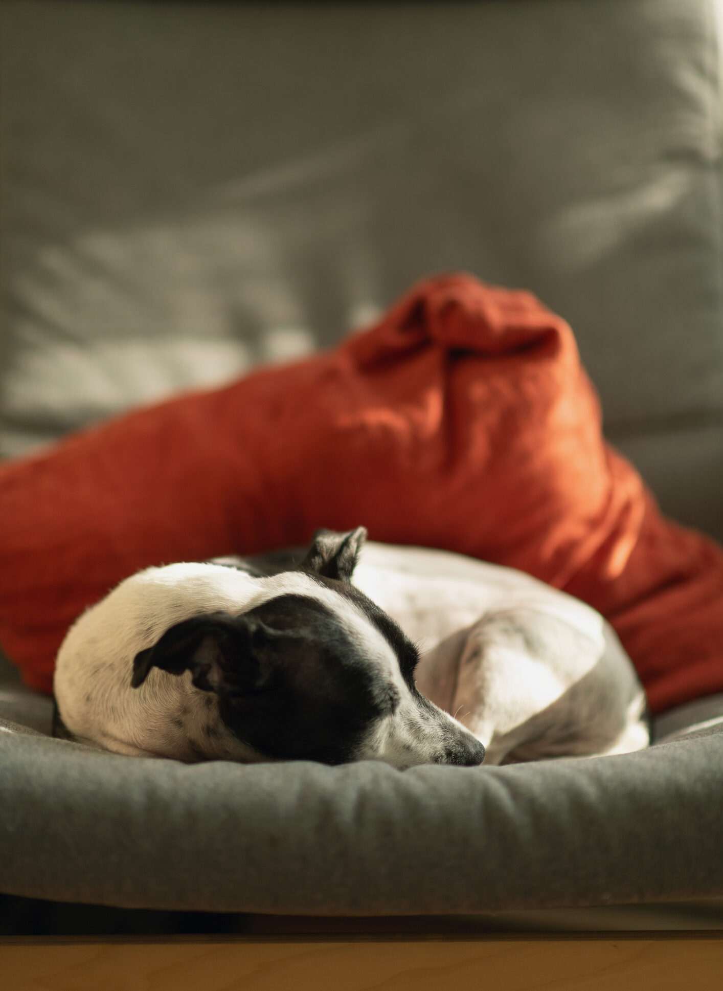 dog boarding mill hall pa